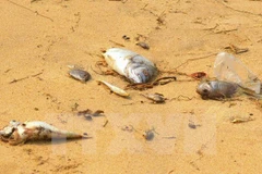 Hécatombe de poissons : la cause identifiée