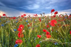 Quand la nature s’offre en spectacle