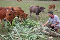 L'ASEAN et la Chine coopèrent dans la mise en oeuvre des ODD