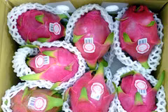L’Australie donne son feu vert aux importations de fruits du dragon frais vietnamiens