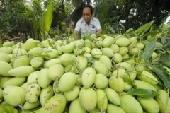 Les États-Unis vont autoriser l'importation de mangues du Vietnam