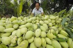 Les États-Unis vont autoriser l'importation de mangues du Vietnam