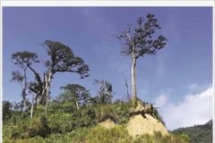 Lang Biang met à l'honneur l'écotourisme