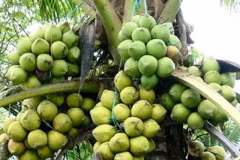 Partage des expériences d'élever la valeur des produits à base de cocotier à Rome