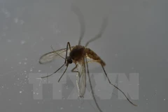 Ho Chi Minh-Ville : découverte de 6 nouveaux cas de virus Zika 