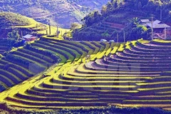 Les Semaines culturelles et touristiques de Muong Lo et Mu Cang Chai en septembe