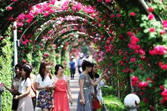 La Fête des roses de la Bulgarie fait son retour à Hanoï