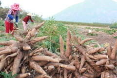 2018: le secteur du manioc commence l'année en beauté