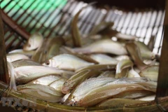 Des spécialités de la saison des crues dans le delta des Joncs