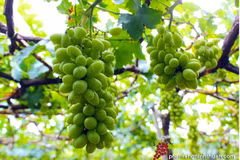 Ninh Thuân mise sur les vastes exploitations pour développer la viticulture