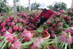 Promotion de l’attrait de l’investissement dans l’agriculture