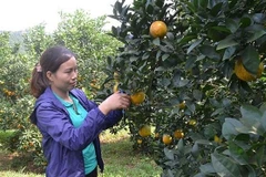 Les fruits de la croissance…