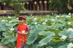 Une variété précieuse de lotus blancs se développe à Dai Noi