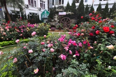 Ouverture de la Fête des roses de la Bulgarie à Hanoï
