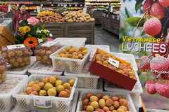 Le commerce Vietnam-Australie dépasse les 8 milliards de dollars au premier semestre