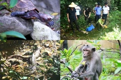 Quang Ninh: À la découverte de la faune de l'île de Ba Mùn
