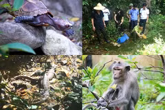 Quang Ninh: À la découverte de la faune de l'île de Ba Mùn