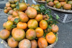 L'orange «Bu», un produit agricole clé du district de Huong Son (Ha Tinh)