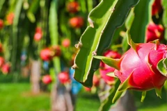 Le fruit du dragon vietnamien trouve de nouveaux débouchés en Inde et au Pakistan