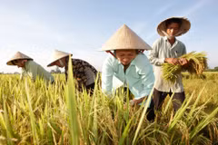 Opportunités de renforcer les exportations nationales de riz vers l'Australie