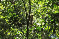 Binh Phuoc: quatre animaux sauvages relâchés dans le Parc national de Bu Gia Map