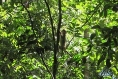 Binh Phuoc: quatre animaux sauvages relâchés dans le Parc national de Bu Gia Map
