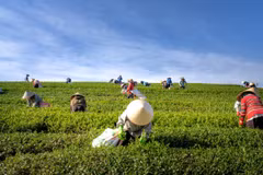 L'Indonésie alloue 3,4 milliards de dollars à l'agriculture à haute technologie
