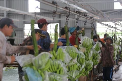 Des projets agricoles au Cambodge soutiennent le changement d'emploi des Vietnamiens