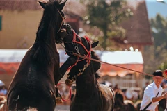 Performances spectaculaires à la course hippique de Bac Ha 2020