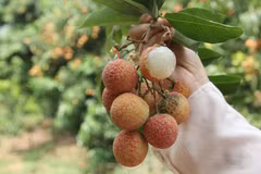 Le litchi « thieu » de Luc Ngan (Bac Giang) à la conquête de marchés exigeants