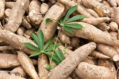 Forte hausse des exportations de manioc et produits dérivés