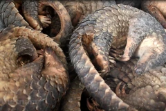 WWF: lancement d’une campagne contre la consommation de viande d'animaux sauvages