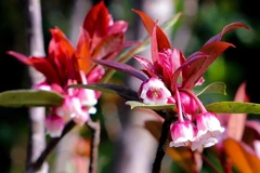 Beauté des fleurs de pêcher en forme de cloche dans la montagne de Ba Na à Da Nang