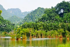 Le Vietnam parmi les 16 pays les plus riches en biodiversité