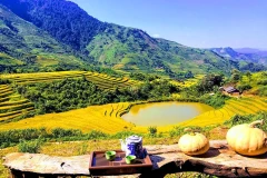 Sin Suối Hồ, un "printemps doré" à Lai Chau