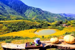 Sin Suối Hồ, un "printemps doré" à Lai Chau