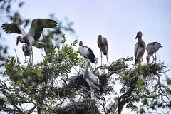 Des ONG appellent à la protection des oiseaux sauvages