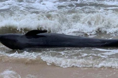Une baleine de 300 kg s'échoue sur une plage de Phu Yen