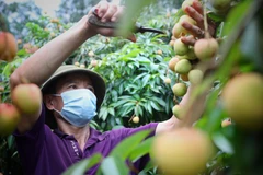 Central Retail commercialisera 1.000 tonnes de litchis de Luc Ngan en 2022