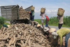 Les exportations vietnamiennes de manioc en 2019 atteignent près d'un milliard de dollars