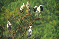 Parc ornithologique de Thung Nham, un site pour les amateurs d'oiseaux