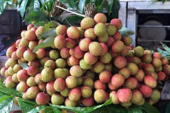 Neuf tonnes de litchi "U hông" du Vietnam expédiées vers l'Australie