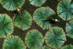 Saison de récolte de carex dans un village de tapis centenaire