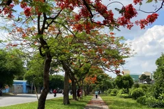 Les rues embellies par la floraison des flamboyants