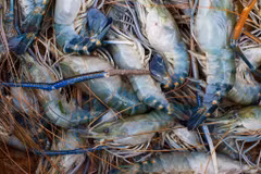 Les bonnes promesses de l’astaciculture à Cân Tho
