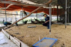 Hanoï: 774 animaux sauvages secourus en 9 mois
