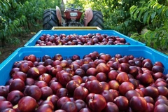 Des pêches et nectarines australiennes seront bientôt exportées au Vietnam