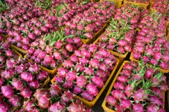Long An : 50 tonnes de fruits du dragon exportées quotidiennement par voie maritime