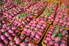 Long An : 50 tonnes de fruits du dragon exportées quotidiennement par voie maritime