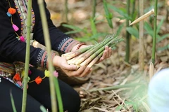 Les pousses de bambou contribuent au refus de la pauvreté